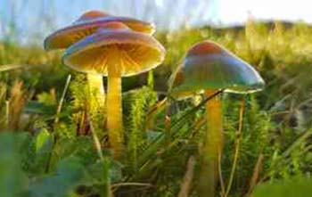 Die Wiese